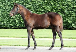 Lot 5, an Ocean Park colt on account of Little Avondale Stud, comes from the same family as Bella Martini (Stratum).
